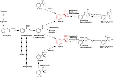 Chemoenzymatic enantioselective synthesis of phenylglycine and phenylglycine amide by direct coupling of the Strecker synthesis with a nitrilase reaction